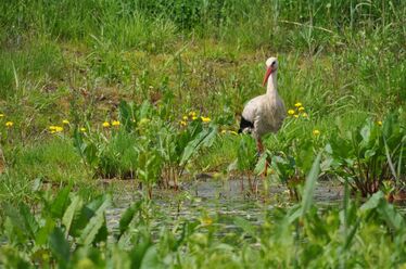 Naturschutzgebiet Hinrichshagen